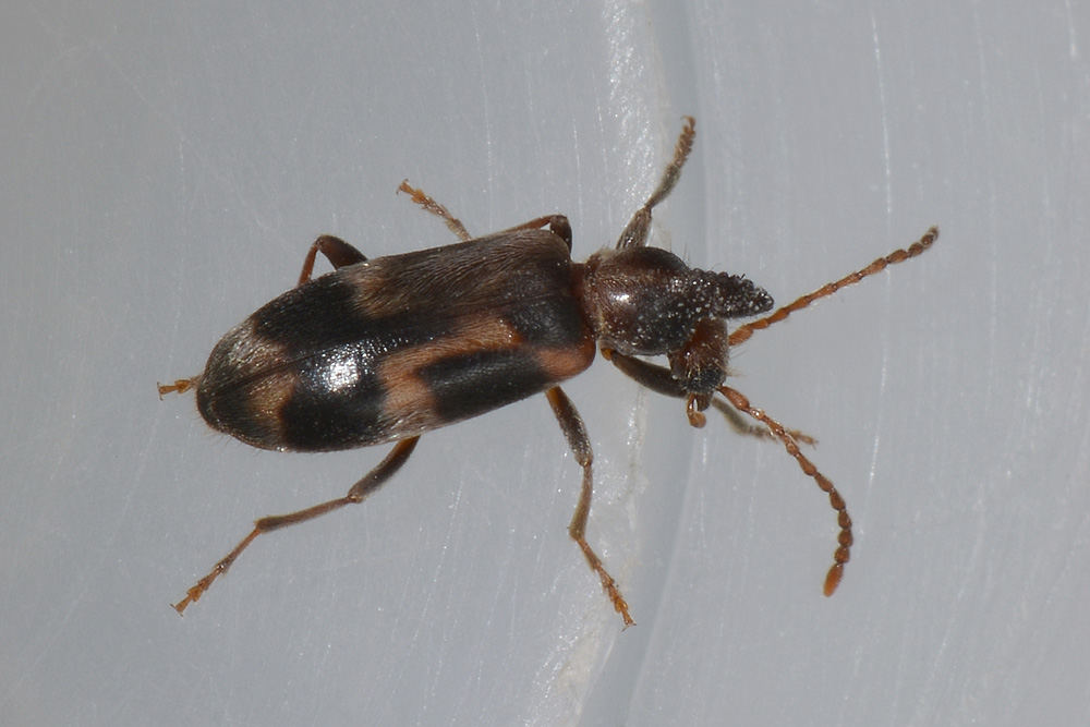 Notoxus brachycerus e Notoxus lonai, Anthicidae